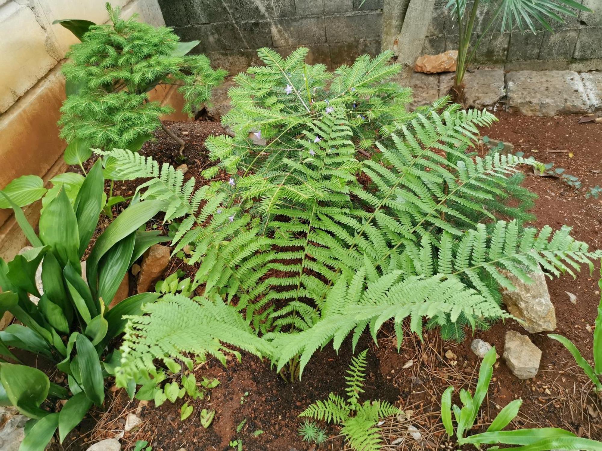 شقة Ginko House أوباتيا المظهر الخارجي الصورة