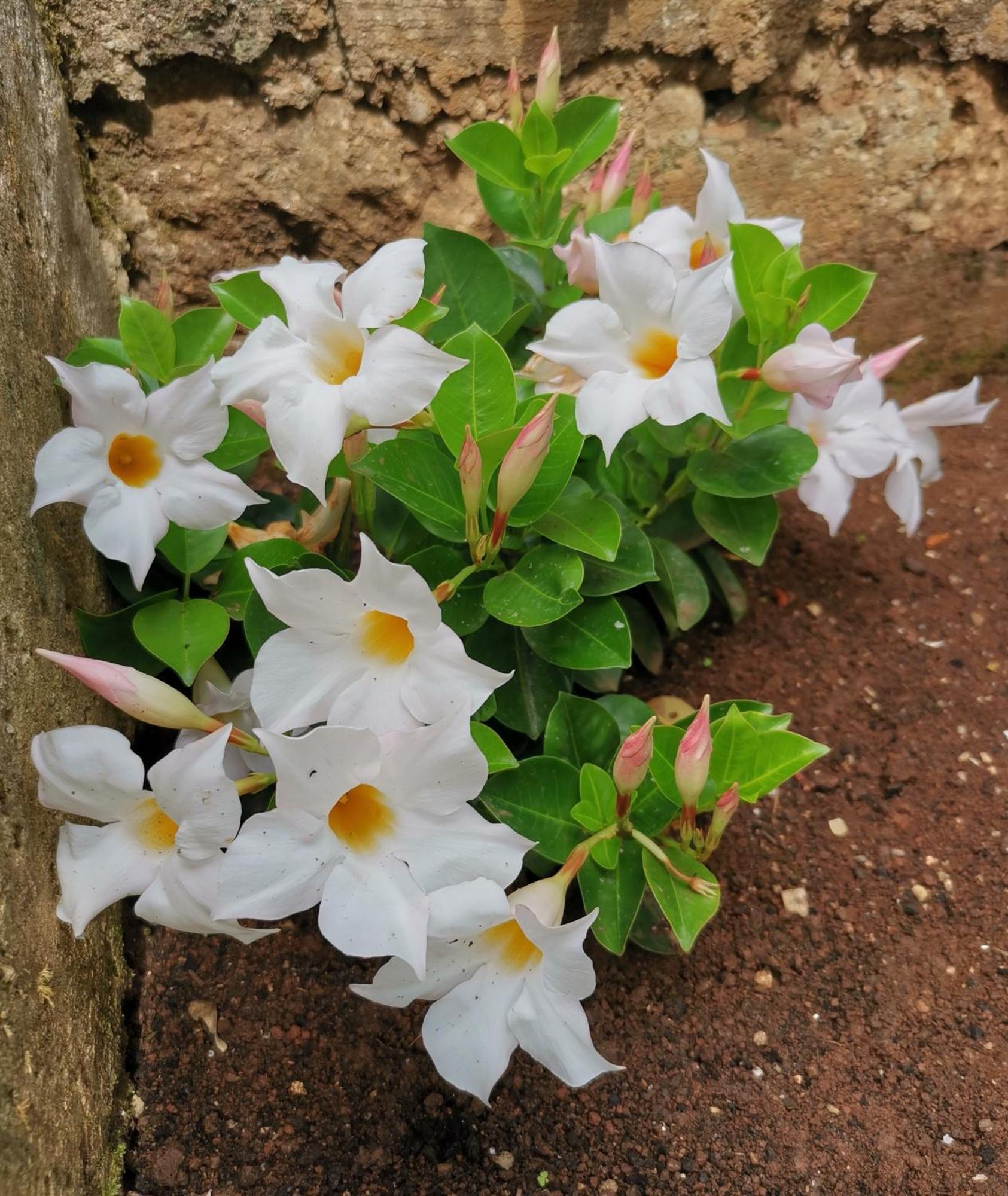 شقة Ginko House أوباتيا المظهر الخارجي الصورة